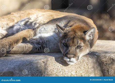 The Cougar it is Native To the Americas and Has Many Names Including ...