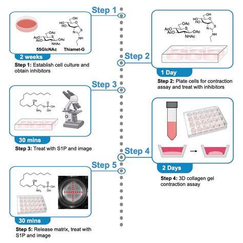 Cell Press Star Protocols