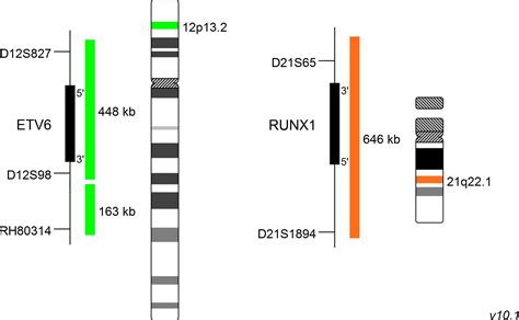 Xl T Etv Runx Df Translocation Dual Fusion Probe