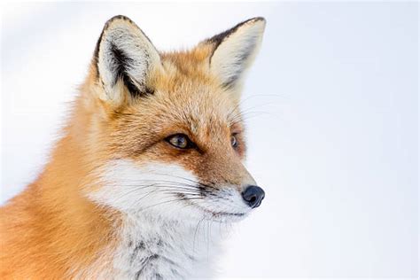 Fox Face Stock Photos Pictures And Royalty Free Images Istock