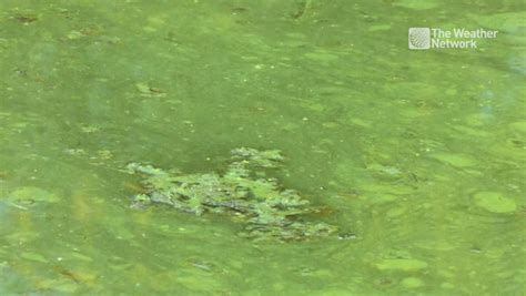 The Dangers Of Toxic Blue Green Algae In Canadian Waters