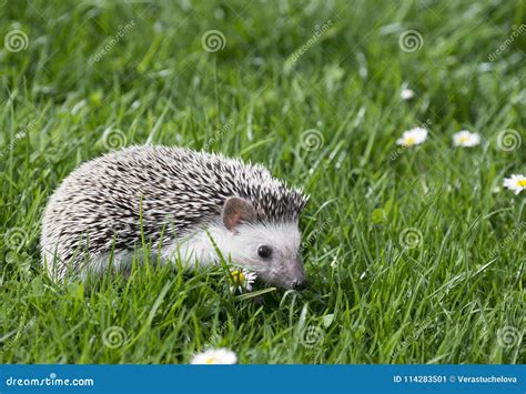 Four-toed Hedgehog African Pygmy Hedgehog Stock Image - Image of mammal ...