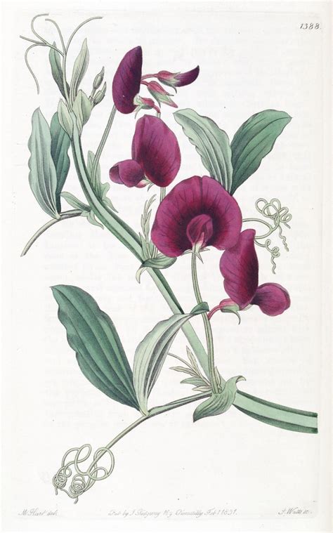 N W Edwards S Botanical Register London James Rid Flickr