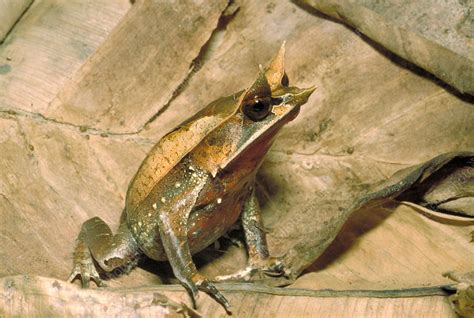 Malaysian Horned Frog Stock Image Z7000937 Science Photo Library