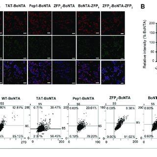 Design And Characterization Of Cpp Bonta Proteins A Schematic