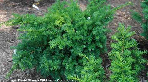 32 Dwarf Conifers (With Pictures): Identification and Planting Guide