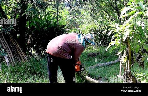 Man Cutting Down Tree And Branches Stock Videos Footage Hd And K