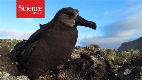 These Scientists Flew Eggs Across The Ocean To Save Seabirds From