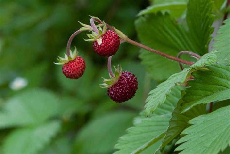 Essbare Pflanzen Im Wald Beeren Und Wildkräuter 🍎