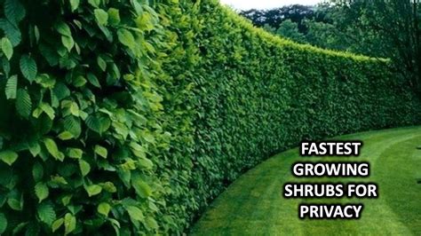 Fast Growing Shrubs And Bushes For Creating Privacy Youtube