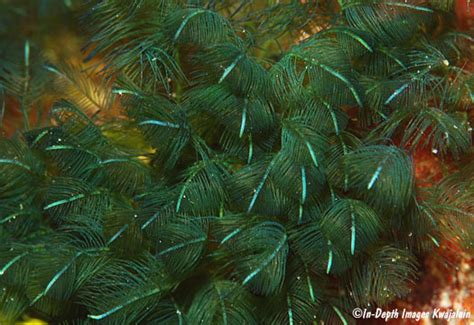 Bryopsis Cf Pennata Marshall Islands