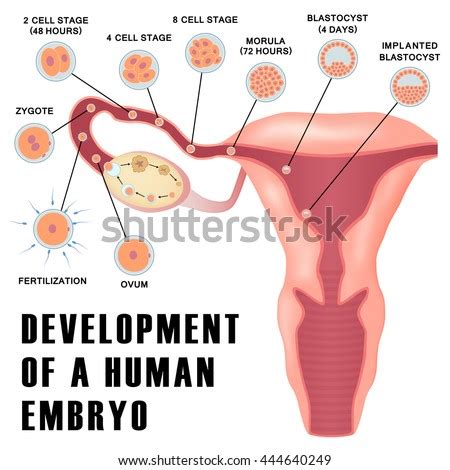 Early Human Embryo Development Ovulation Implantation Stock Vector ...