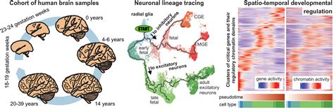 Scientists Generate First Single Cell Atlas Of The Primate Brain