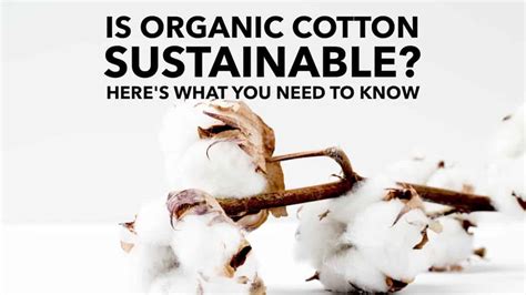 Is Organic Cotton Sustainable Here S What You Need To Know