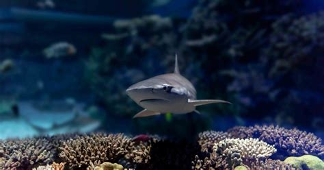 National Aquarium Blacktip Reef Shark