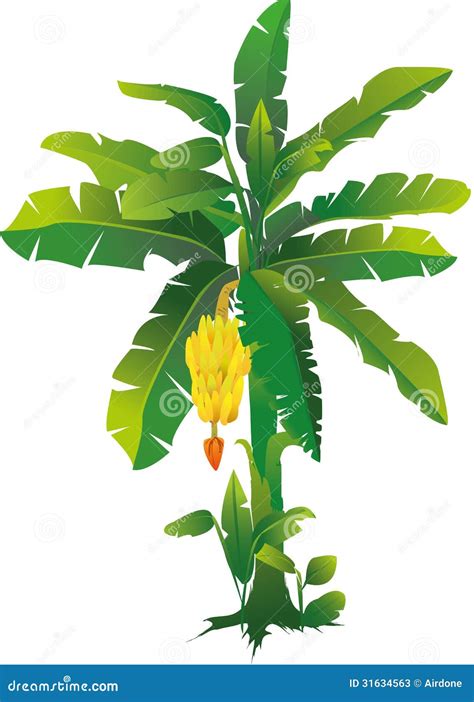 Banana Tree Stock Photos Image 31634563
