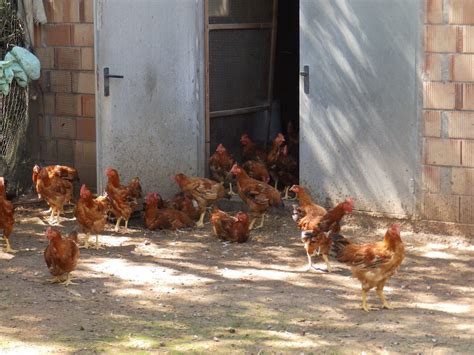 Galeria Pollastres Ecològics Del Moli De Bonsfills