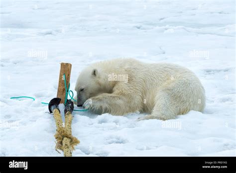 Ours Polaire Assis Sur La Glace Banque De Photographies Et Dimages