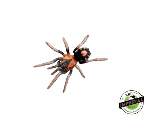 Trinidadian Dwarf Tiger Rump Tarantula For Sale Imperial Reptiles