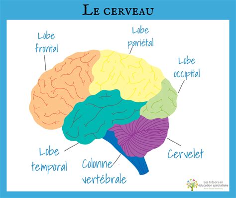 Fonctions Exécutives Les Trésors En éducation Spécialisée