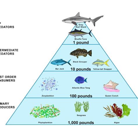 Marine Food Pyramid