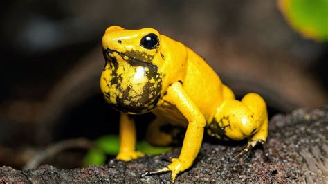 Katak Panah Beracun Emas Katak Paling Beracun Di Dunia Yang Mampu