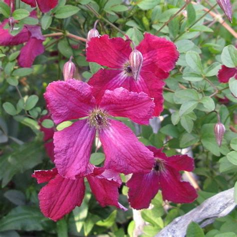 Clematis Rubra Plant Flower Garden Climber Border Patio Trellis Plants