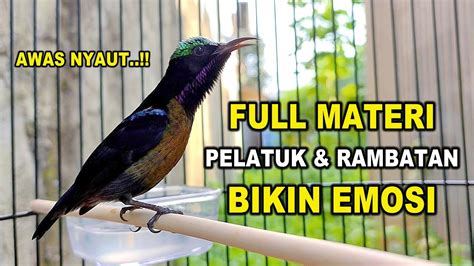 SUARA BURUNG KONIN GACOR FULL NEMBAK ISIAN MEWAH 99 COCOK BUAT