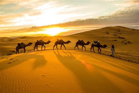 Paseo En Camello Por El Desierto De Thar Desde Jodhpur