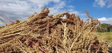 Toma Impulso El Cultivo De Quinoa Ecos De La Tierra