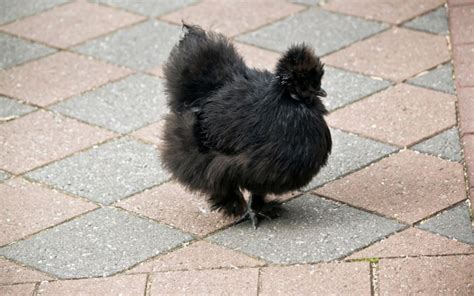 10 Bantam Chicken Breeds With Pictures Learnpoultry