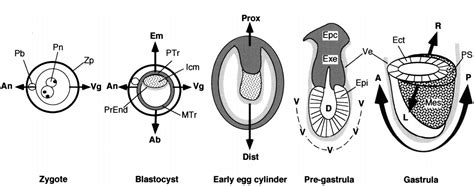 Figure 1 From Mouse Gastrulation The Formation Of A Mammalian Body