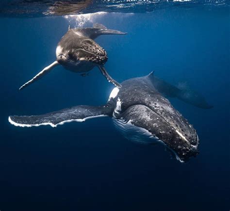 Migration Baleine Bosse D Irlande Au Cap Vert