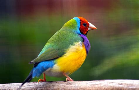 Green, yellow, red and blue bird, gouldian finch HD wallpaper | Wallpaper Flare