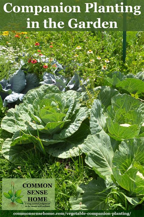 Vegetable Gardening For Beginners The Basics Of Planting Companion