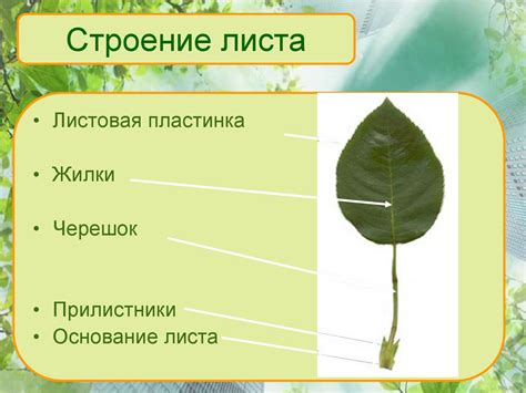 Лист и фотосинтез - презентация онлайн