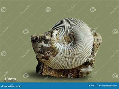 Ammonite Fossil Mollusk Stock Photo Image Of Excavations 84012160