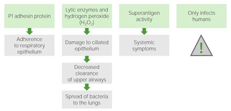 Mycoplasma | Concise Medical Knowledge