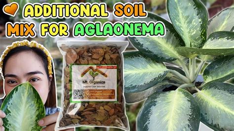 Additional Soil Mix For Aglaonema Plants YouTube