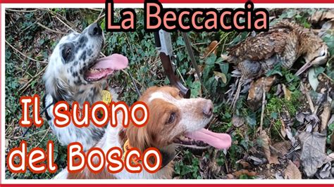 Il Suono Del Bosco Caccia Alla Beccaccia A Beccacce Con Benito Il