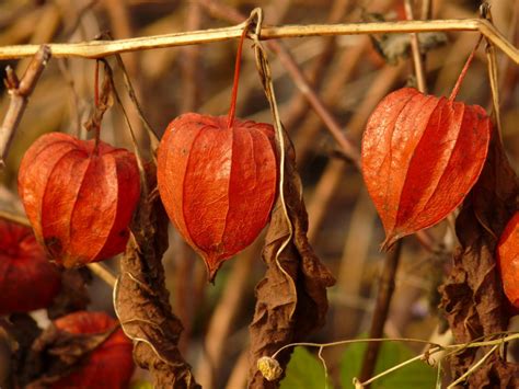 Free Images Nature Branch Fruit Leaf Flower Food Red Produce