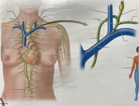 Main Lymphatic Trunks Ducts A P Lab Exam Notes Diagram Quizlet