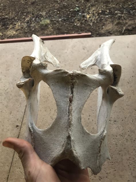 Strange Skull Found Off Roading Can Anyone Identify Rflagstaff