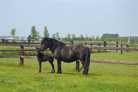 Veulens Stal Vd Valkenhof