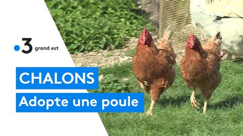 Adopte Une Poule Des Poules Pour Réduire Les Déchets Dans L