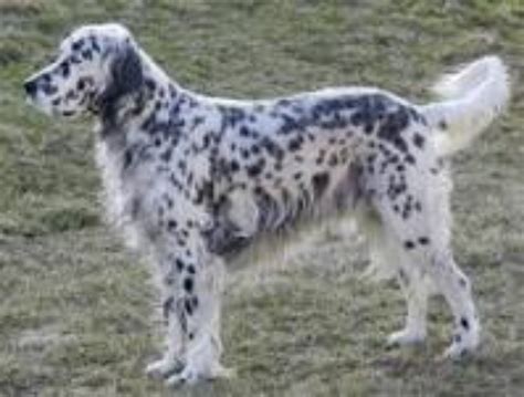 Long Haired Chihuahua vs English Setter - Breed Comparison
