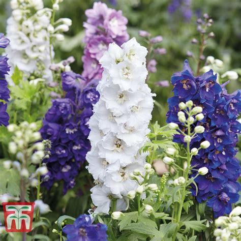 Delphinium Hybridum Magic Fountains Mixed Seeds Van Meuwen