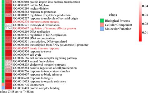 Gene Ontology GO Classification Of DEGs Between The C48Skm And T48Skm