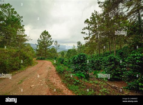 Coffee Plantation In Dominican Republic With Mountain View Coffee