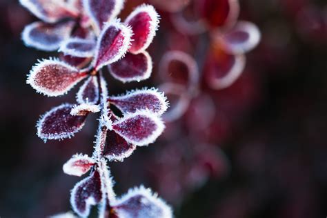 Free Images Branch Blossom Leaf Flower Petal Frost Red Botany